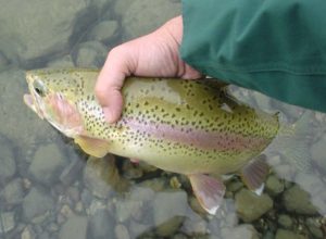 Tierra del Fuego - Truchas y ríos Pesca - Truchas y Rios